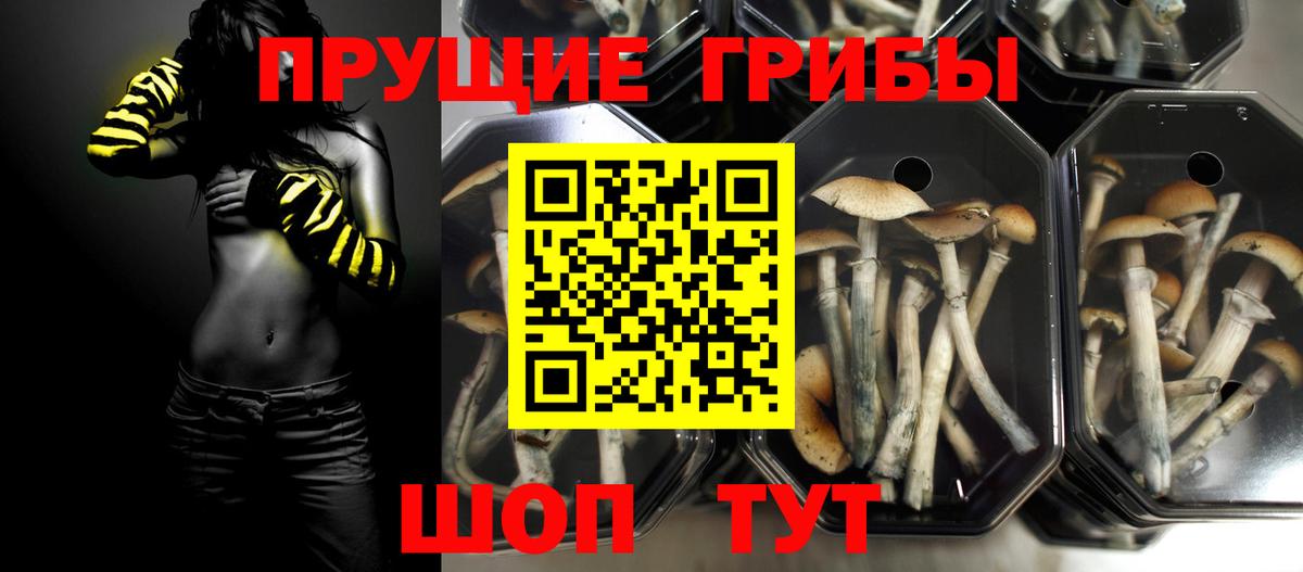 Галлюциногенные грибы Psilocybine cubensis  Вход с VPN  Саранск  Псилоцибиновые грибы GOLDEN TEACHER 